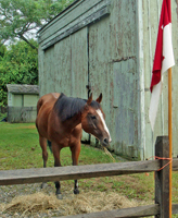 Sgt. Tom's horse