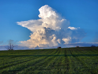 Fluffy Clouds